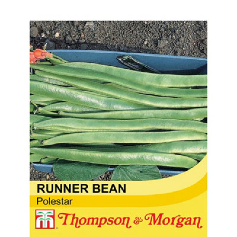 Image of Thompson & Morgan Runner Bean Polestar 1 Seed Packet (40 Seeds)
