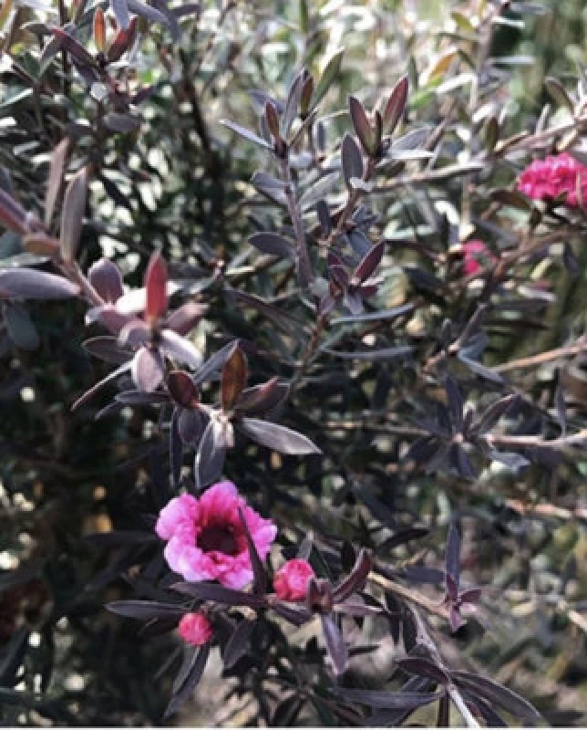 Image of Direct Plants Leptospermum Red Damask Evergreen Shrub 3-4ft Large Supplied In A 3 Litre Pot