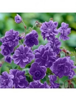 Image of Geranium Himalayense Plenum 9Cm X 3