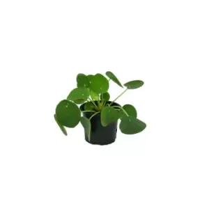 Image of Thompson & Morgan Thompson and Morgan Pilea - Chinese Money Plant 11cm Pot x 1