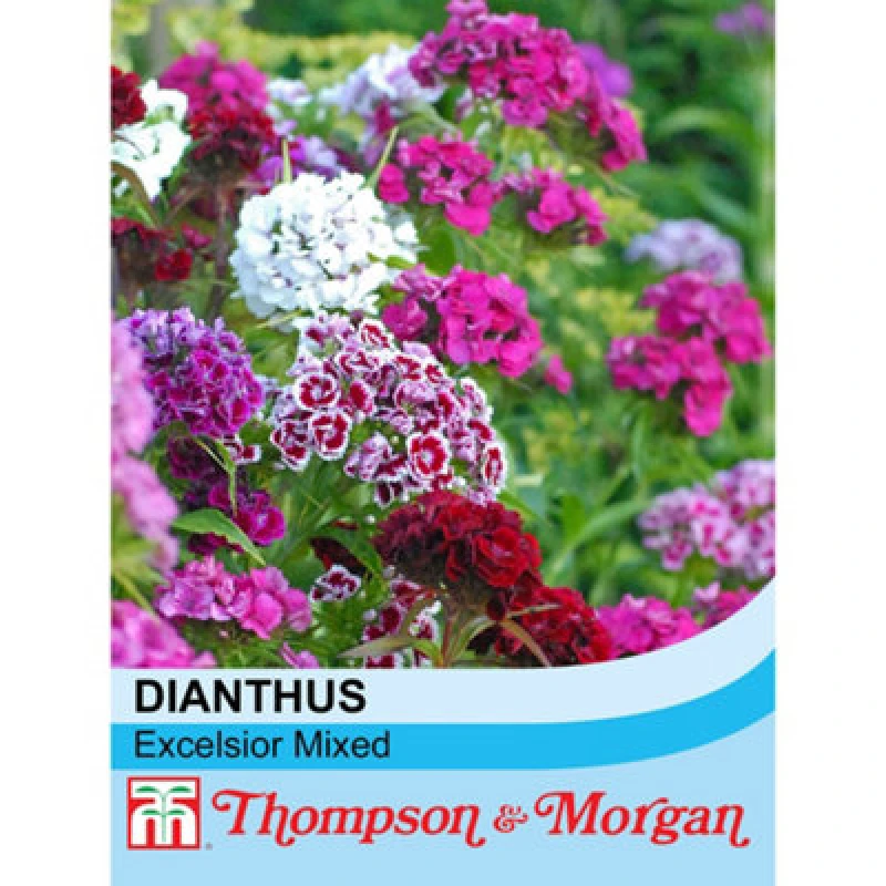Image of Thompson & Morgan Sweet William Excelsior Mixed 1 Packet (300 Seeds)
