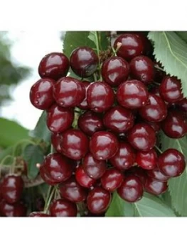 Image of Compact Sweet Cherry Bush 'Porthos' 3L Potted Plant