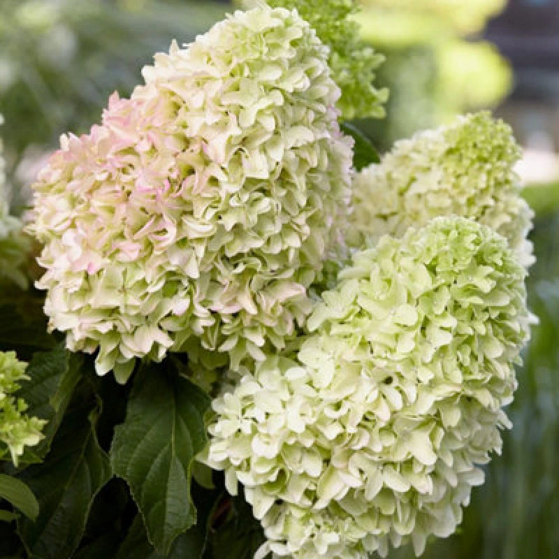 Image of Thompson & Morgan Hydrangea Little Fresco 9Cm Potted Plant X 1