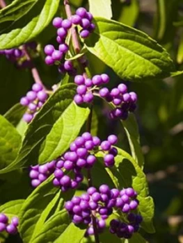 Image of Callicarpa (Beauty Berry) Bush 50Cm Tall 3L Pot