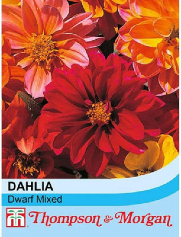 Image of Thompson & Morgan Dahlia Dwarf Mixed 1 Seed Packet (50 Seeds)