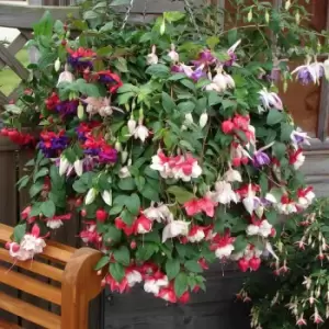 Image of YouGarden Pair of Trailing Fuchsia Hanging Baskets