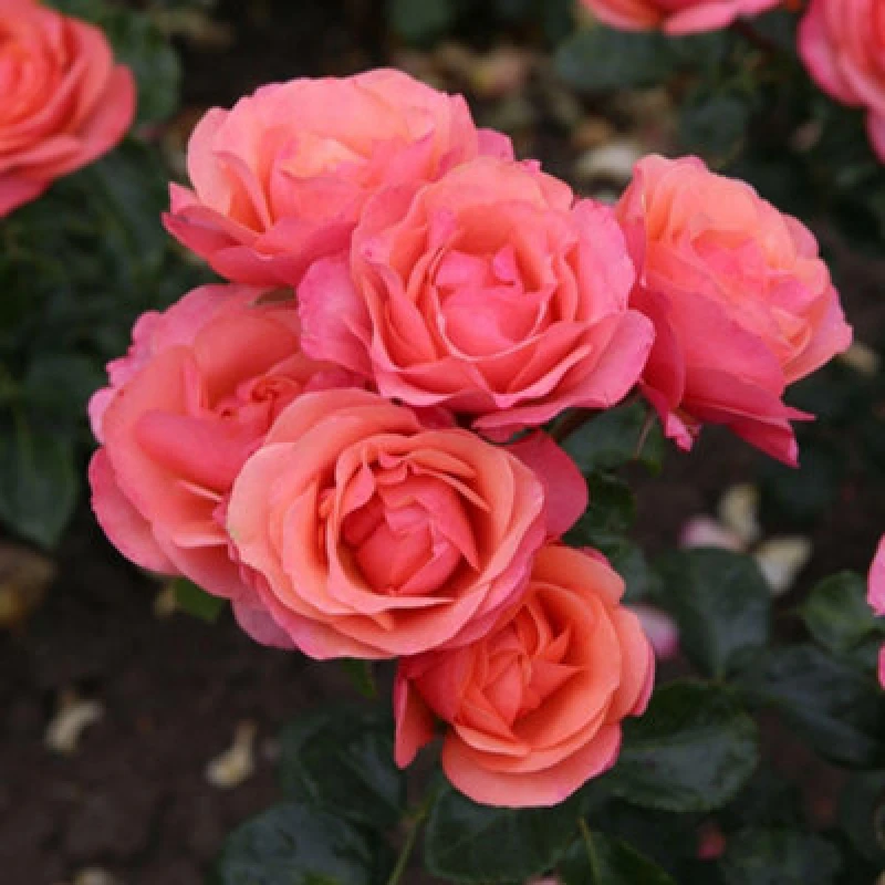 Image of Thompson & Morgan Rose Coral Garden Floribunda - Coral-Pink Blooms Copper Centers Sweet Fragrance Disease-Resistant Bare Root