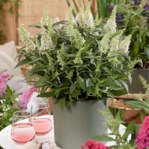 Image of Thompson & Morgan Thompson and Morgan Buddleja Butterfly Candy Little White 9cm Pot x 1