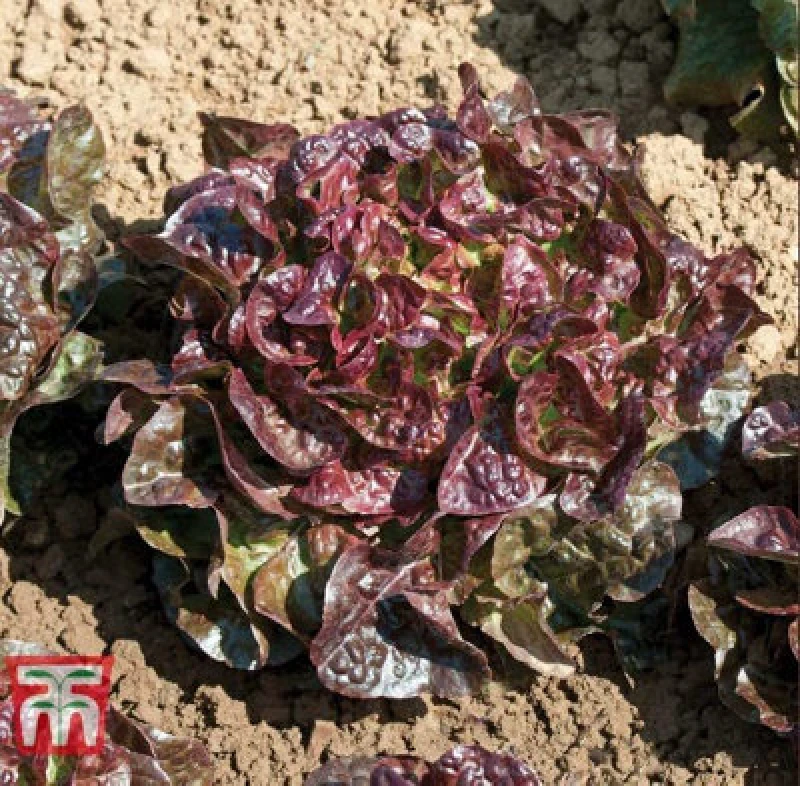 Image of Thompson & Morgan Lettuce Saxo 1 Seed Packet (250 Seeds)