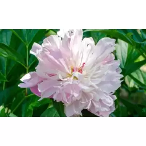 Image of Thompson & Morgan Thompson and Morgan Peony 'Sorbet' 1 plant