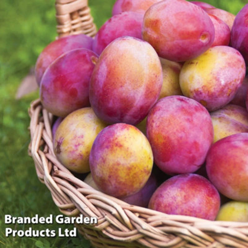 Image of Thompson & Morgan Fruit Plum (Prunus) Wonder Tree Plum Victoria (St Julien A Rootstock) (Height 1.4M) 24Cm Potted Plant X 1