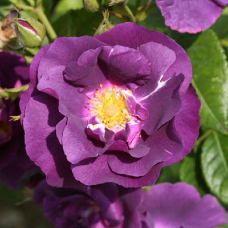 Image of You Garden Yougarden Rose 'rhapsody In Blue', Set Of Two Bare Root Rose Plants, Ready To Plant, Shrub Roses For Pots, Beds, And Borders