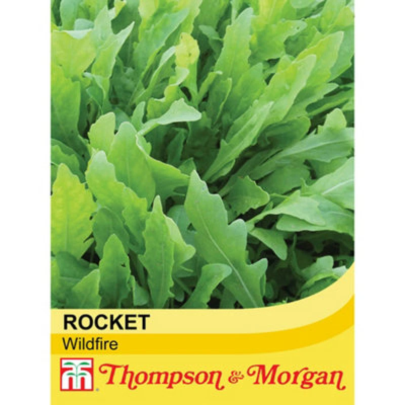 Image of Thompson & Morgan Salad Leaves Rocket Wildfire 1 Seed Packet (500 Seeds)