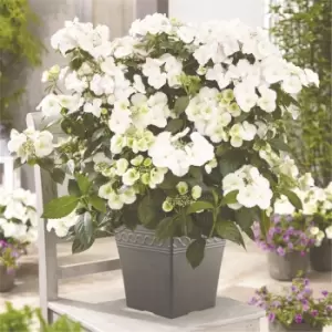 Image of YouGarden Hydrangea 'Runaway Bride' 14cm pot 20/25cm - Brown
