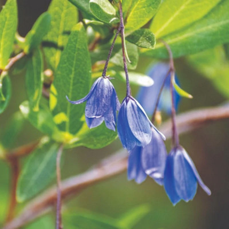 Image of Thompson & Morgan Sollya Heterophylla 9Cm Potted Plant X 3