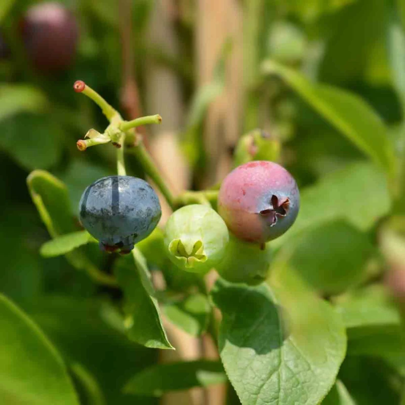 Image of Thompson & Morgan Fruit Blueberry (Vaccinium) Goldtraube 9Cm Potted Plant X 1