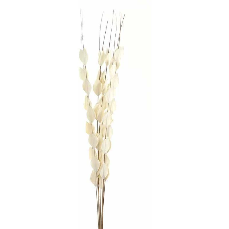 Image of HILL INTERIORS Hill Interiors - Bouquet of Dried Thlaspi Arvense Artificial Plant - L16 x W16 x H120cm - White HillinDriThlaspiArvense22203