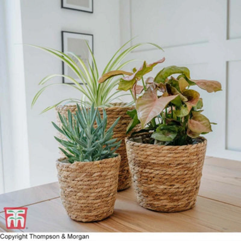 Image of Thompson & Morgan Small Osaka Straw Plant Pot (Indoor) X 1