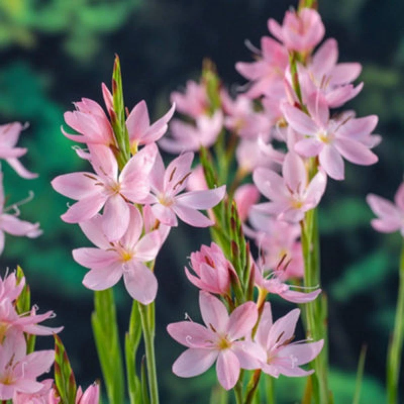 Image of Thompson & Morgan Schizostylis Coccinea Mrs Hegarty 9Cm Potted Plant X 2