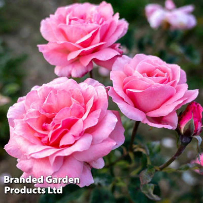 Image of Thompson & Morgan Rose Floribunda Queen Elizabeth - 1 Bare Root Plant