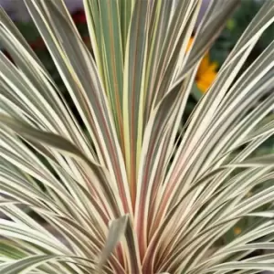 Image of YouGarden Cordyline Torbay Dazzler 2L - Brown