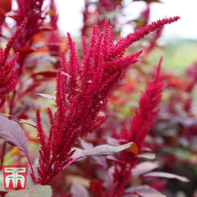 Image of Thompson & Morgan Amaranth Red Garnet 1 Seed Packet