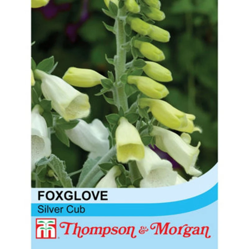 Image of Thompson & Morgan Foxglove Cub 1 Seed Packet (75 Seeds)