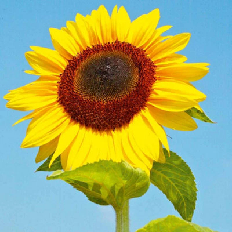 Image of Thompson & Morgan Sunflower Titan 1 Seed Packet (20 Seeds)