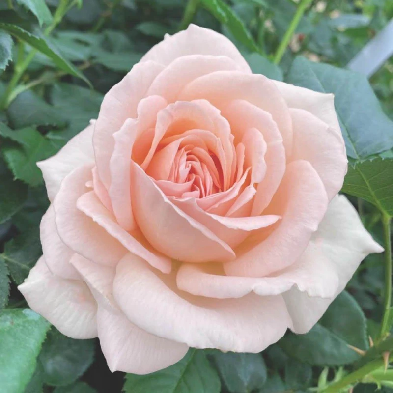Image of You Garden Harkness Roses 'chandos Beauty' Rose, Set Of Two Bare Root Roses, Ready To Plant Bush Roses For Apricot Pink Flowers, For Pots,
