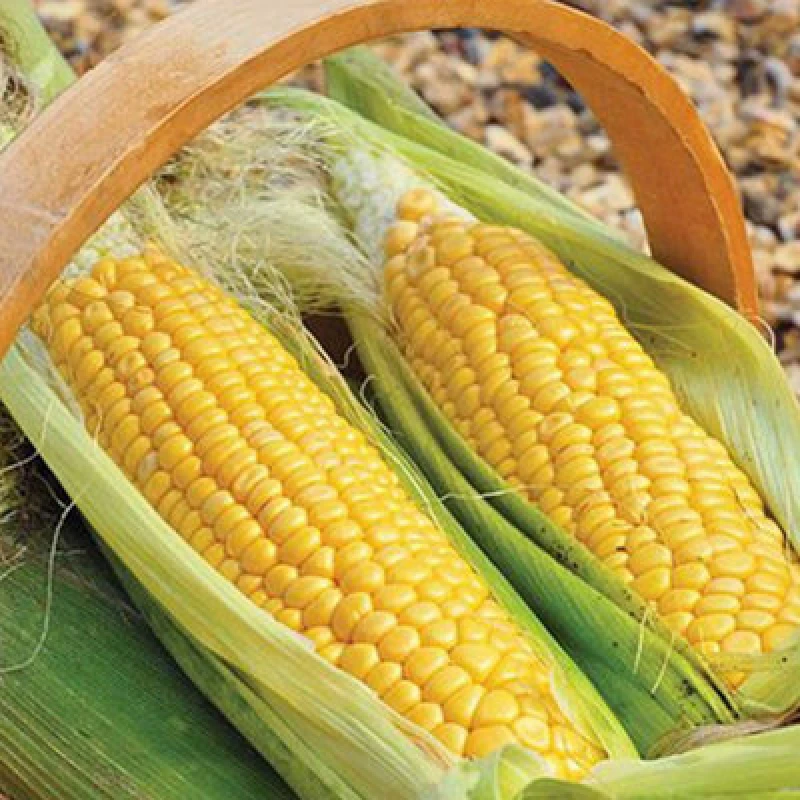 Image of Thompson & Morgan Sweetcorn Golden Gate 1 Seed Packet
