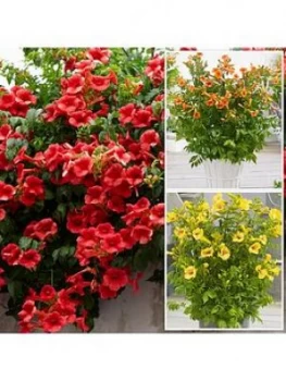 Image of Campsis Summer Jazz Collection 3 Plants