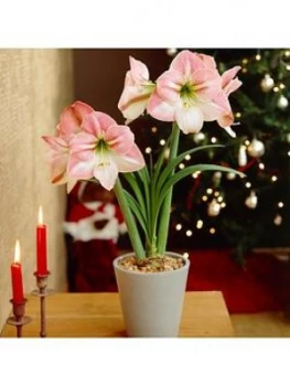 Image of Xxxl Giant Amaryllis 'Appleblossom' Bulb 42/44Cm