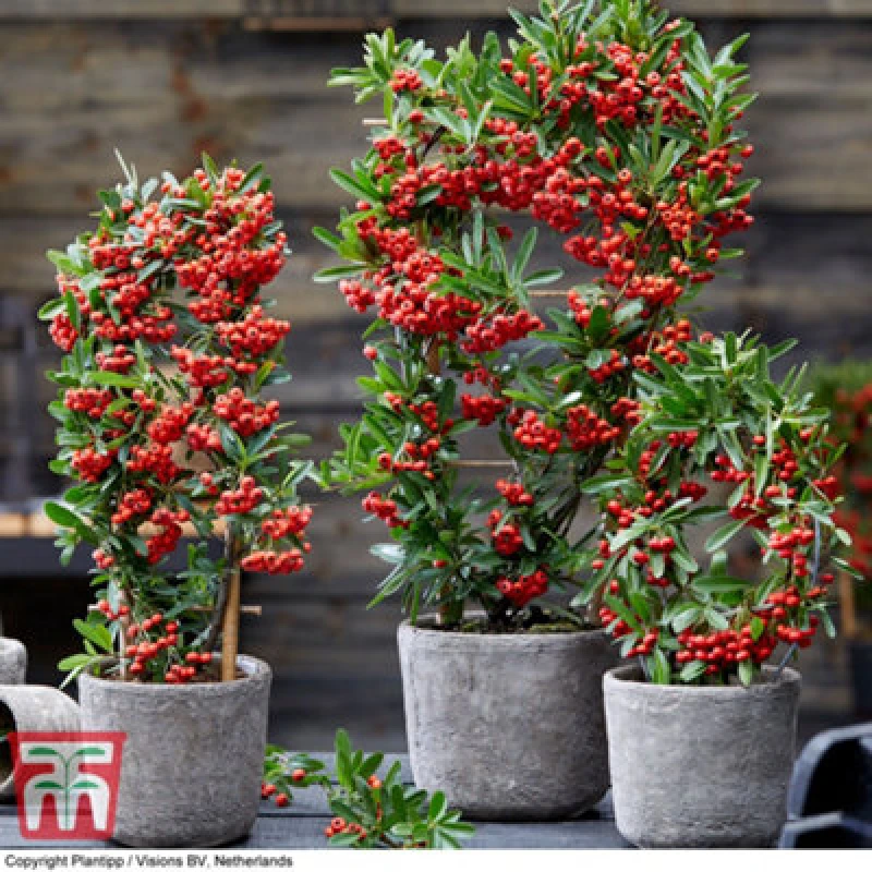 Image of Thompson & Morgan Pyracantha Red Star 9Cm Pot X 1