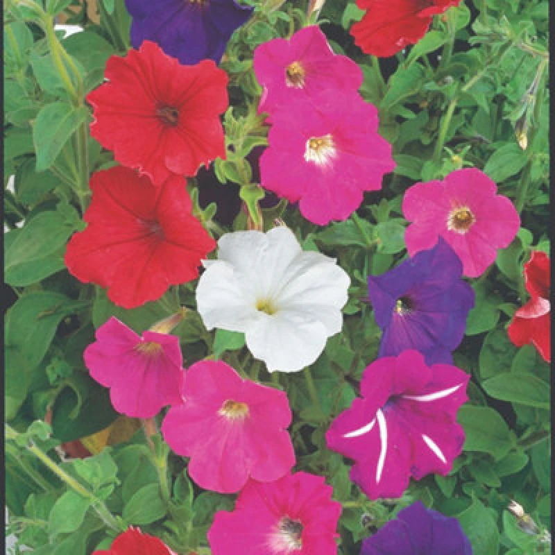 Image of Thompson & Morgan Petunia F2 Cheerful Mix 1 Seed Packet (850 Seeds)