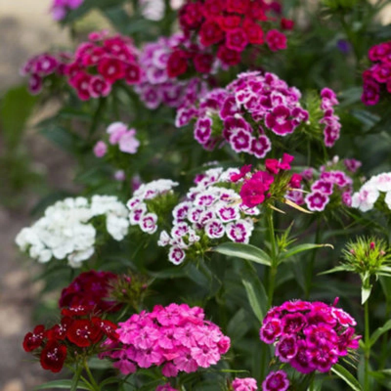 Image of Thompson & Morgan Dianthus Barbatus Volcano Mix Organic Sweet William Flower Seeds - Hardy Fragrant Clove-Scented Cottage Garden Mix - 1 Packet (100