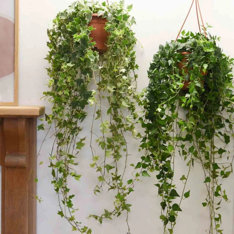 Image of Thompson & Morgan Houseplant Hedera Mix 6Cm Potted Plant X 1