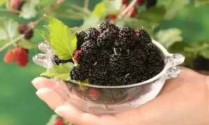 Image of Black Mulberry (Morus) Charlotte Russe, One Plant