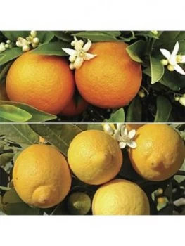 Image of Orange And Lemon Starter Tree Pair In 9Cm Pots