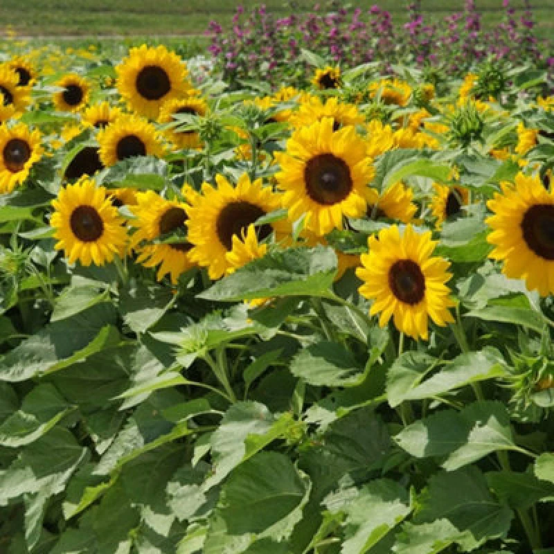 Image of Thompson & Morgan Sunflower Little Dorrit F1 Hybrid 1 Packet (20 Seeds)