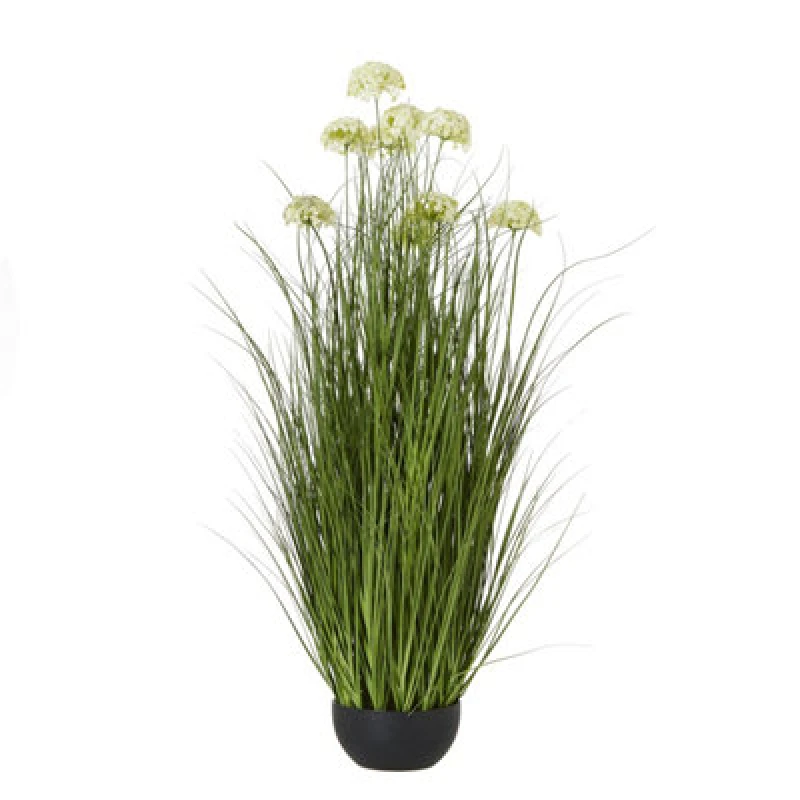 Image of White Allium Plant In Pot