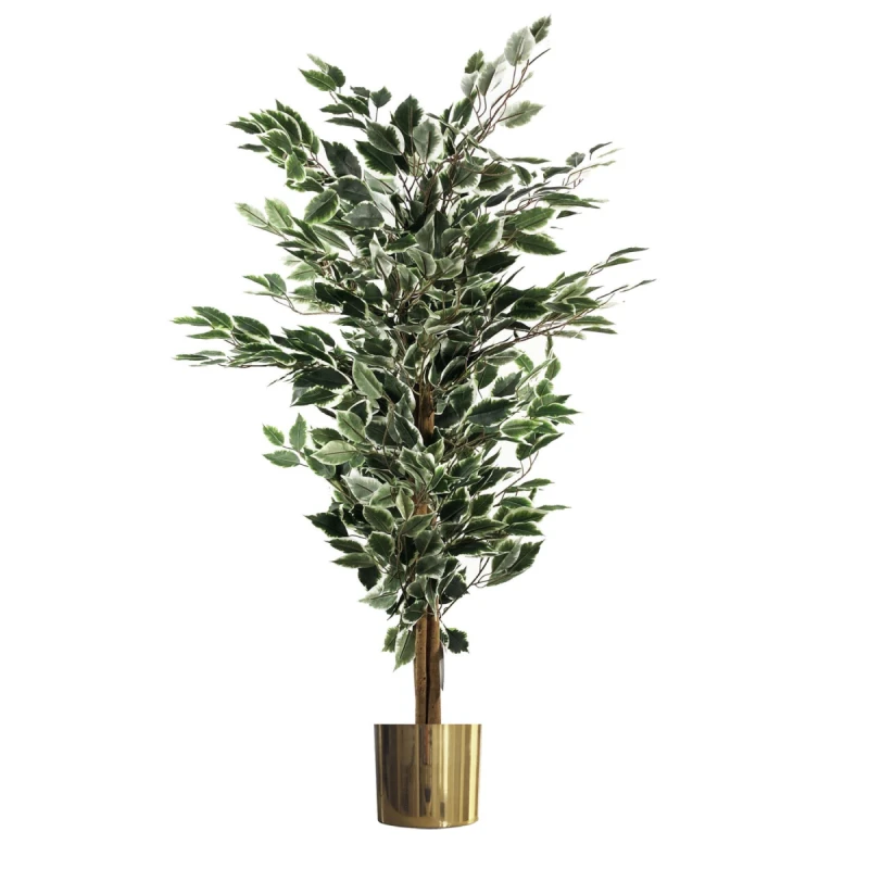Image of N/A 130cm Variegated White/Green Bushy Ficus Tree Gold Metal Planter