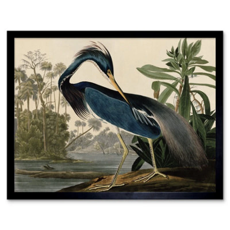 Image of Wee Blue Coo Audubon Birds Louisiana Heron Painting 12X16" Framed Wall Art Print