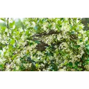 Image of Thompson & Morgan Thompson and Morgan Trachelospermum Jasminoides 2 litre Pot x 2