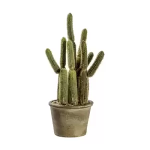 Image of Crossland Grove Cactus Carnegiea Small 150X150X290Mm