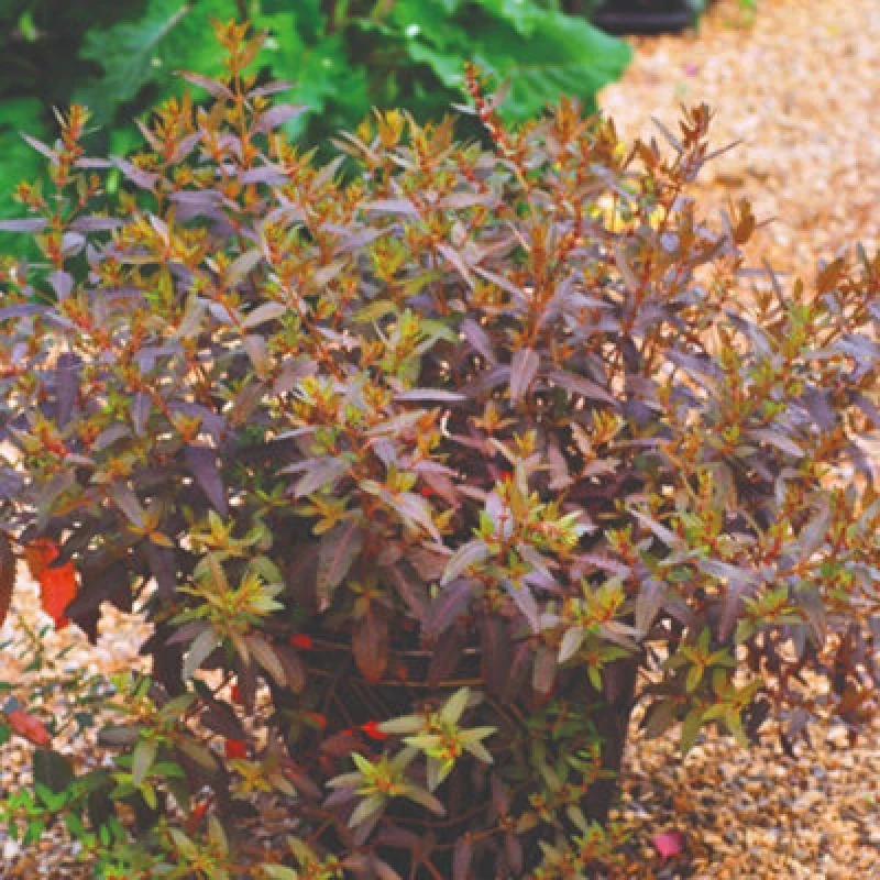 Image of Thompson & Morgan Haloragis Erecta Melton Bronze Shrub Seeds Hardy New Zealand Compact Bronze Foliage Red Flowers Borders & Containers 25 Seeds