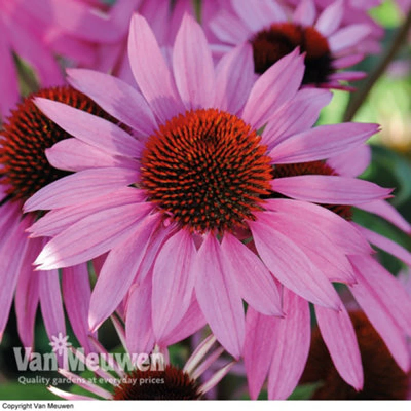 Image of Thompson & Morgan Echinacea Cone Flower Nectar Pink 24 Plug Plants