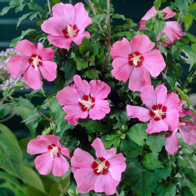 Image of YouGarden Pair of Hibiscus Mini Standard Woodbridge 15cm Pot Pink unisex 2x15cm pot