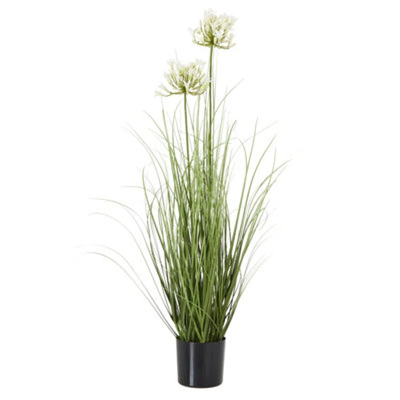Image of White Agapanthus Plant In Pot