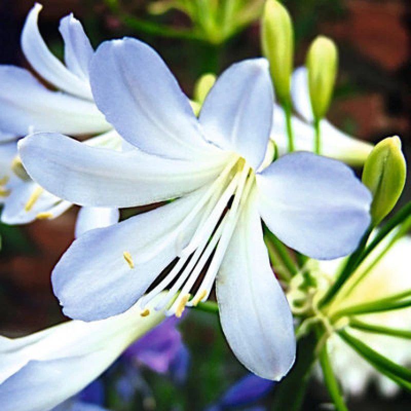 Image of Thompson & Morgan Agapanthus Africanus Silver Baby 3 Litre Potted Plant X 1