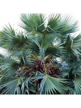 Image of Chamerops Humilis 'Cerifera' - Hardy Blue Fan Palm 3L